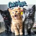 catsonamps (@catsonamps) Twitter profile photo catsonamps (@catsonamps) Twitter profile photo