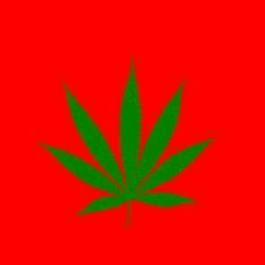 Actualités cannabis.
Pour la légalisation du cannabis au Maroc.
Cannabinophile