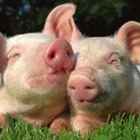 puercossucios (@puercossucios) 's Twitter Profile