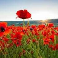 Bitcoin98170412's profile picture. I am a teenager I do all online business mostly deal with bitcoin and forex love my business cuz it makes me who I am thank me later for selling your coins