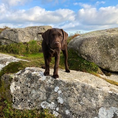 DartmoorDoggy's profile picture. Dog Friendly Dartmoor wants you to enjoy Dartmoor with your dogs, & is here to help. Promoting dog-friendly Dartmoor. Tweets by Jen (@VisitDartmoor)