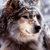 Dozing Wolf (@dozingwolf) Twitter profile photo