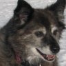 joanhughes1965's profile picture. Albertan, vet, Mom, dog lover - love this country and province. Wonderful spouse and 2 extraordinary sons. Rescue dogs. Reason must displace virtue-signaling.