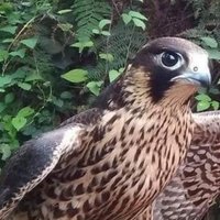 Fahri Altınok (@nok_fahri) Twitter profile photo