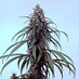 homegrown (@homegrowntoker) Twitter profile photo homegrown (@homegrowntoker) Twitter profile photo