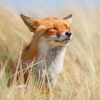 ๐พ (@foxfootsteps) 's Twitter Profile