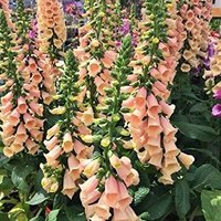 Katherine 🍊🇨🇦 (@peachfoxglove) 's Twitter Profile