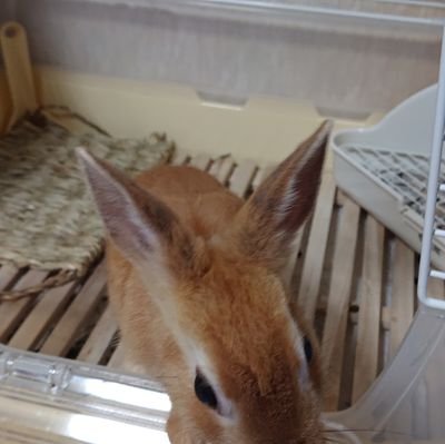 AgjD5wDHdWbK1eL's profile picture. ケモノが大好き子です！