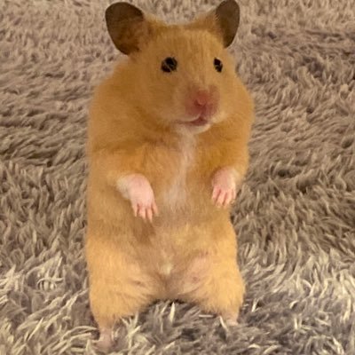 にゅーさんのプロフィール画像