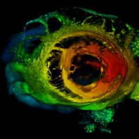 Optical Microscopy (@omibs_mbl) 's Twitter Profile Photo Optical Microscopy (@omibs_mbl) 's Twitter Profile Photo