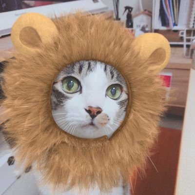 renchan0524neko's profile picture. 