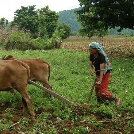 Tribal_Farmer Profile Picture