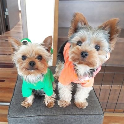 まめうに Auf Twitter 松本市神田 にある ジェラテリアピッコ 犬の散歩 途中に買い食いしようと立ち寄ってみたら まさかまさかの 店内ワンコok とのこと ただし 毛が抜けない種類のワンちゃん限定で ヨーキー は毛の 抜けない 犬種 でよかったー
