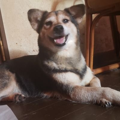 ちゅぴ 兵庫県姫路市的形町で愛犬が迷子 見つけて連れて帰ってやりたい 兵庫県 姫路市 的形町 高砂市 牛谷 牛谷隧道 大塩町 ヒメユキ 迷子犬 迷子犬情報 迷い犬 動物病院 ドッグラン 拡散希望 Rt希望 よろしくお願いします