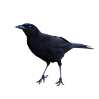 tired and grumpy raven #7130 & #41414(@gcraven10) 's Twitter Profileg