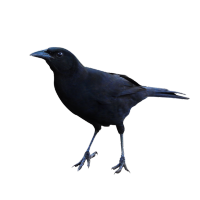 tïred and grumpy raven (@gcraven10) 's Twitter Profile Photo tïred and grumpy raven (@gcraven10) 's Twitter Profile Photo