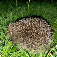 UWE Hedgehog Friendly Campus (@uwehedgehogs) 's Twitter Profile