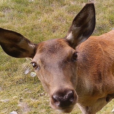 Un any en un racó de bosc del Pirineu