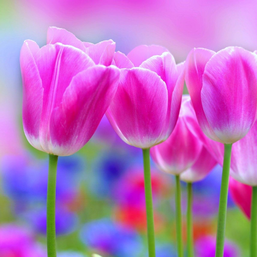 parisa05538001's profile picture. 