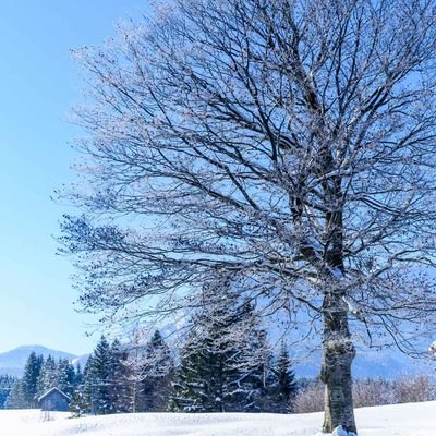 yahya_nayan's profile picture. be greater than before, roarrr