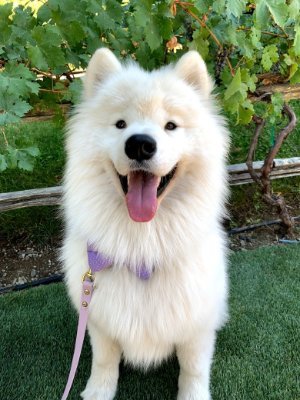 Samoyed pup with a mission to “Spread Happ like peamut butter”