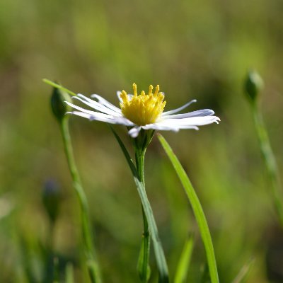 I love nature and macro photos. I sell art with Fine Art America and ArtPal. I love looking and sharing other people’s art work to support other artist.