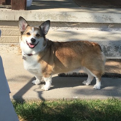 Avid reader, gardener, and corgi lover.