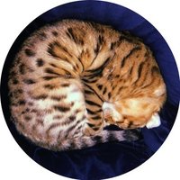 ぱっちゅ(@pittoncat) 's Twitter Profile Photo
