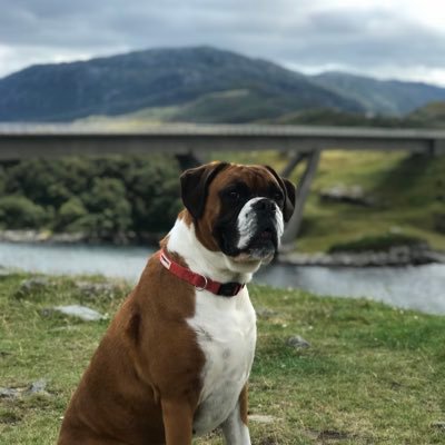 lailatheboxer5's profile picture. 6 year old Boxer dog living the best life🐶