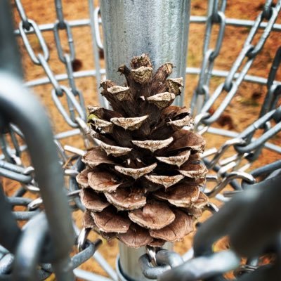 The most valued & cherished part of this community we showcase wonderful unique pinecones who represent our university