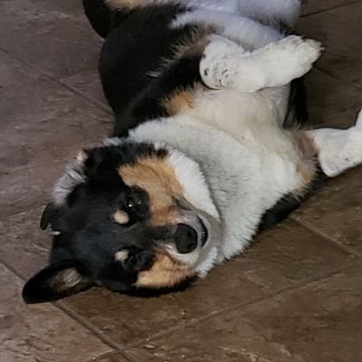 Siren_Stephanie's profile picture. 🇺🇦 corgis 🦈, cats🐈 and cross stitching mermaid🧜‍♀️; searching for my sanity one stitch at a time. Feminist and pro-choice.