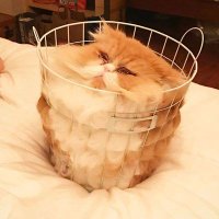 ふらいぱん♂ (@kkk95tegvkrwh1n) Twitter profile photo