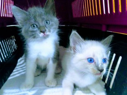 GarofaloRosane's profile picture. Protetora de animais iniciante!