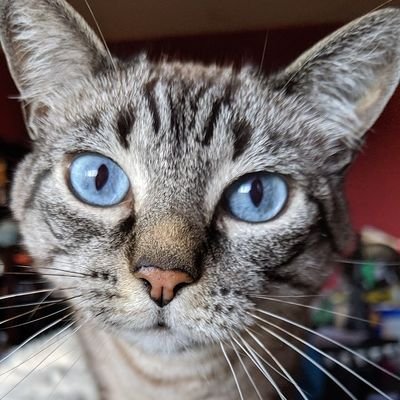 MdmeSapphire's profile picture. Meet Mademoiselle Princess Sapphire Von Schrödinger aka Sapphi or Sapphs, a #lynxpointsiamese #lynxpoint and Land Otter #catsoftwitter #catsofinsta #landotter