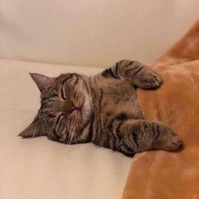 iiiqoqiq's profile picture. Line: https://t.co/ywbZKtvE6A