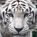 Ted Hart - @fuzzybear527 - Twitter