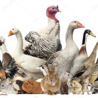 Twiterowa Rada Drobiarstwa (@twiterowad) 's Twitter Profile