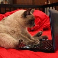 Programmer Cats (@programmercats) 's Twitter Profile