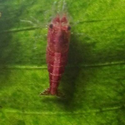 Kattsnurr360's profile picture. | Game Writer. | Freelancer.