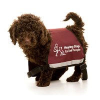 Hearing Dogs for Deaf People(@HearingDogs) 's Twitter Profileg