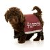 Hearing Dogs for Deaf People (@HearingDogs) Twitter profile photo