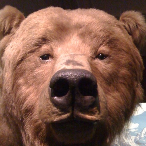 Brooksontape's profile picture. Not your average bear also, @viewtoaqueue