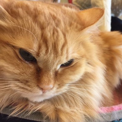 nrkhsdt0528's profile picture. 