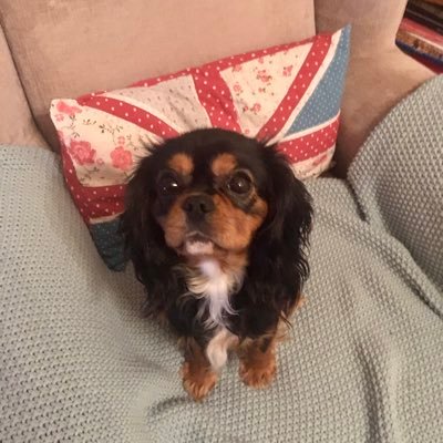 sandravicca1's profile picture. Cavalier King Charles Spaniel owner 🥰 cat lover, left leaning  Direct descent of Ferdinand lll