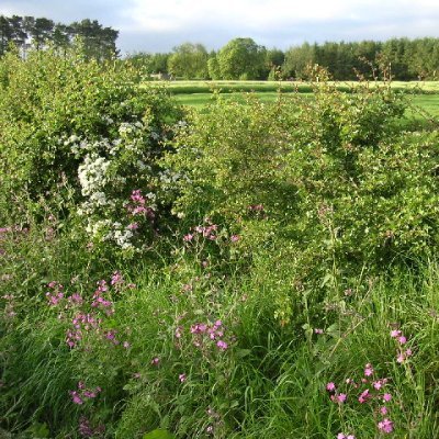 Proud to be English ... normally I enjoy scrabbling about looking at small flowers and stuff in wild places.