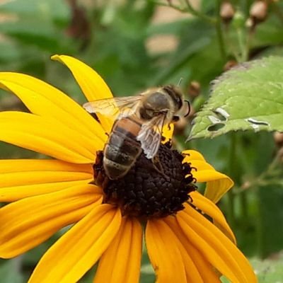 Als klimaatburgemeester van Woudenberg  werk ik aan biodiversiteitsherstel, klimaat en  verduurzaming van ons  voedselsysteem