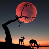 فهد المسحلي (@6do2beon1cgd9dc) 's Twitter Profile Photo