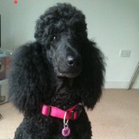 Karen Adams - @streetlypoodles Twitter Profile Photo