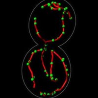 OsmanLab(@osman_lab) 's Twitter Profile Photo