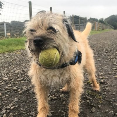 13 year old BT living with Cushings, GBM survivor. loving life 🌈 03/07/09-05/12/22